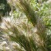 Bushy Bluestem